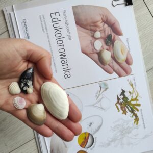 Edukolorowanka - skarby bałtyckich plaż