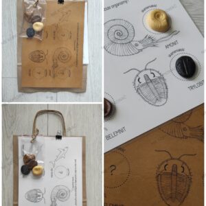 Dopasuj skamieniałości - zestaw